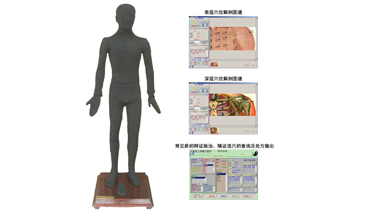 多媒体按摩点穴电子人体模型MAW-170A 