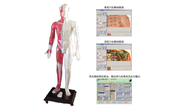 光电感应多媒体人体针灸穴位发光模型MAW-170E