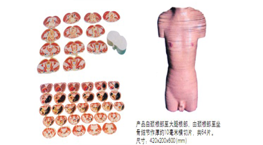 男性躯干横切面模型  QZ/A200  