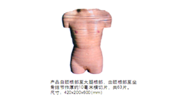 女性躯干断层解剖横切面模型 QZ/A200A 